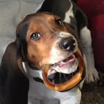 Frank Scanlon - @frank_thebasset_tank - Instagram