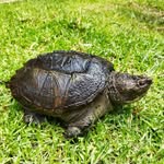 Fran Serrano - @tortugas933 - Instagram