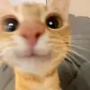 Francesca Shapiro - @francesca.shapiro0 - TikTok