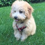 Frankie Shapiro - @frankie.shapiro - Instagram