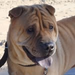 Fran - @fransharpei - Instagram
