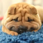 Francisco 🐽 - @fran.sharpei - Instagram