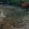 franshaverhoek762 - @franshaverhoek762 - TikTok