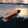 turtlebabies - @franklinandsheldon - TikTok