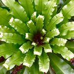 Frank Shipman - @frank_shipman3 - Instagram