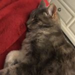Fran Shockley - @francesca.shockley - Instagram