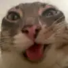 fran - @fransim.0 - TikTok
