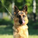Fransin_german shepperd - @fransin_german_shepperd - Instagram