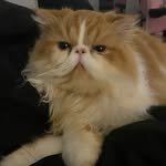 catto :3 - @franslaughters - Instagram