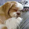 Fran Snyder - @fran.snyder0 - TikTok
