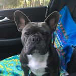 Frank Sinatra Spicer - @frankie_sinatra_the_frenchie - Instagram