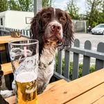𝐅𝐫𝐚𝐧𝐤 - @english_springer_frank - Instagram