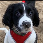 Frank - @frankspringerspaniel - Instagram