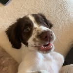 Frank Springer - @frankthespringer_ - Instagram