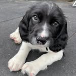 Frank (Springer) McHattie - @frankspringermchattie - Instagram
