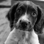 Frank_springerspaniel - @frank_springerspaniel - Instagram