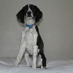 Franklin Jeffrey - @frank_the_springer - Instagram
