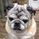 Frank Squires - @littlebuddhapug - Instagram