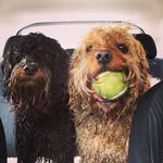 Frankie + Stanley - @oodles_of_cavoodles - Instagram