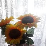 Fran Stevens - @fran_stevens53 - Instagram