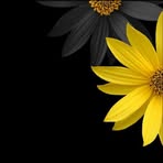 Fran Stratton - Facebook