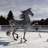 horsesarelife - @frantanner828 - TikTok