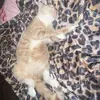 𝒻𝓇𝒶𝓃 - @francesca.wilkins2 - TikTok