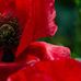 Frances Addison - Facebook