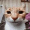 Frances Archuleta - @francesarchuleta_1193 - TikTok