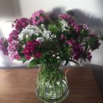 Frances Barrett - @thebarrettsathome - Instagram
