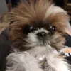 francesbarrysinge - @francesbarrysinge - TikTok
