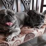 Gris y Bender 🤭 - @grisybenderbulldogfrances - Instagram