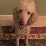 Frances Bernfeld - @dantemiel - Instagram