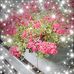 Frances Beverly - Facebook
