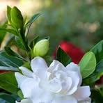 Frances Bevis - Facebook