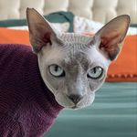 Frances Athena Pepperoni Nipples Biggs - @frannifer.the.sphynx - Instagram