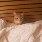 Lord frances biggs - @gingercatshenny - Instagram