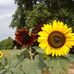 Frances Bivens - Facebook
