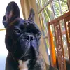 Bulldogfrancésblum - @bulldogfrancesblum - TikTok