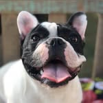 Bob, o francês - @bob.o.frances - Instagram