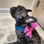 Выдох вдох я Бульдох 🐾 Лили - @frances_bollo_lily - Instagram