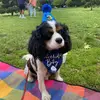 Arlo Doggy Dog 🐶 - @rebeccafrancesbrett - TikTok