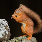 Frances Browne - @fbphotography33 - Instagram