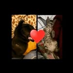 bruno bulldog frances - @francesbrunobulldog - Instagram