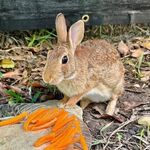 Frances - @bunny.frances - Instagram