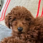 Frankie the toy poodle 🐾 - @frances__callmefrankie - Instagram