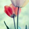 Frances carson - @frances.carson5 - TikTok