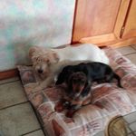 Francesca Toniolo - @francesca.toniolo.167 - Instagram