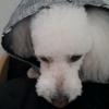 Kevin Guerrero6326 - @francescachester - TikTok