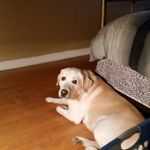 Frances Cintron - @blackwidow2306 - Instagram